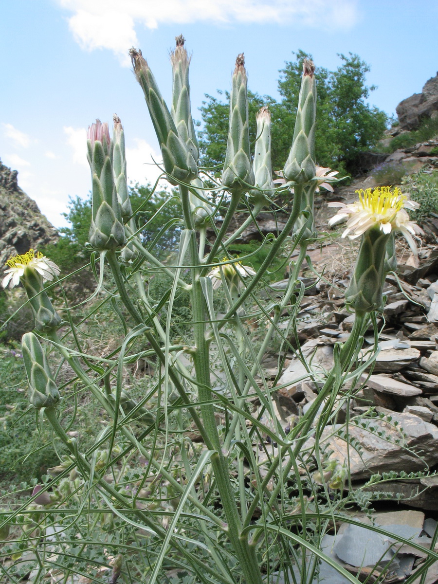 Изображение особи Scorzonera bracteosa.