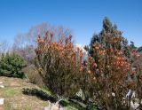 genus Leucadendron