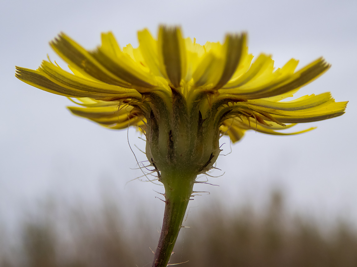 Изображение особи Crepis rhoeadifolia.