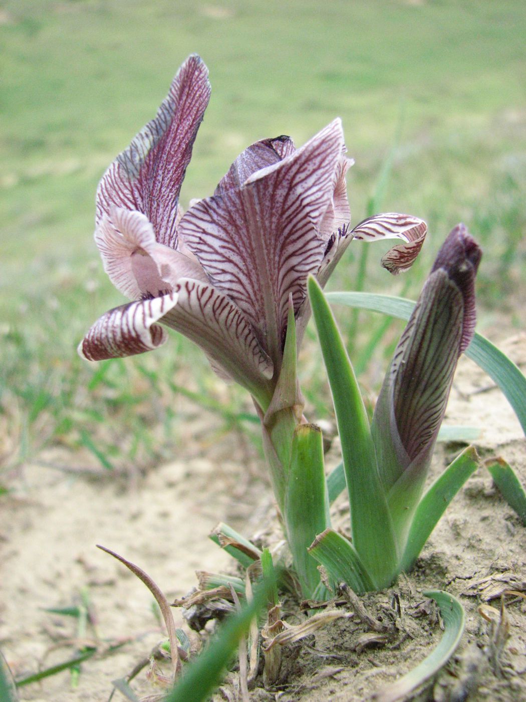 Image of Iris acutiloba specimen.