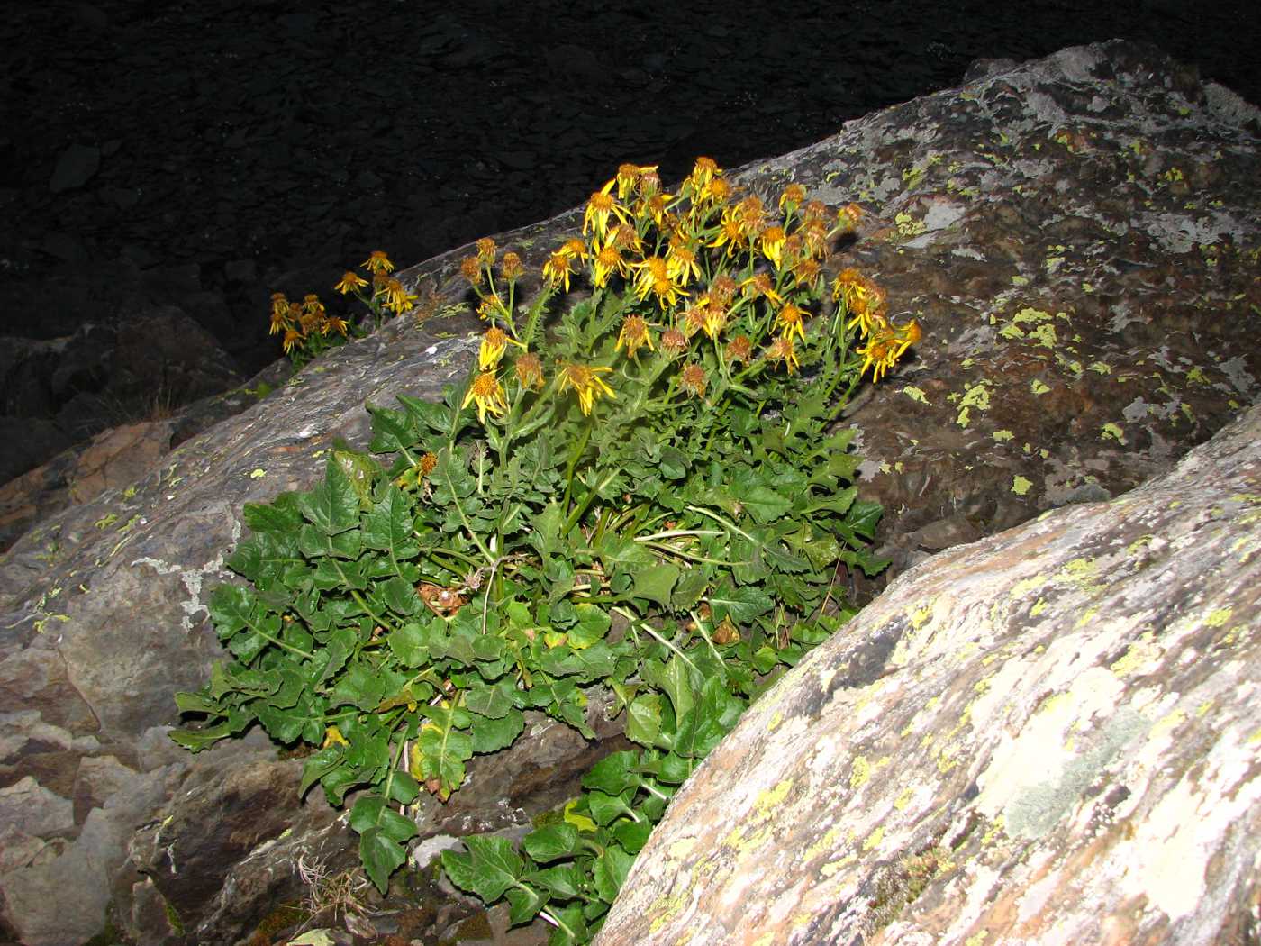 Image of Senecio taraxacifolius specimen.