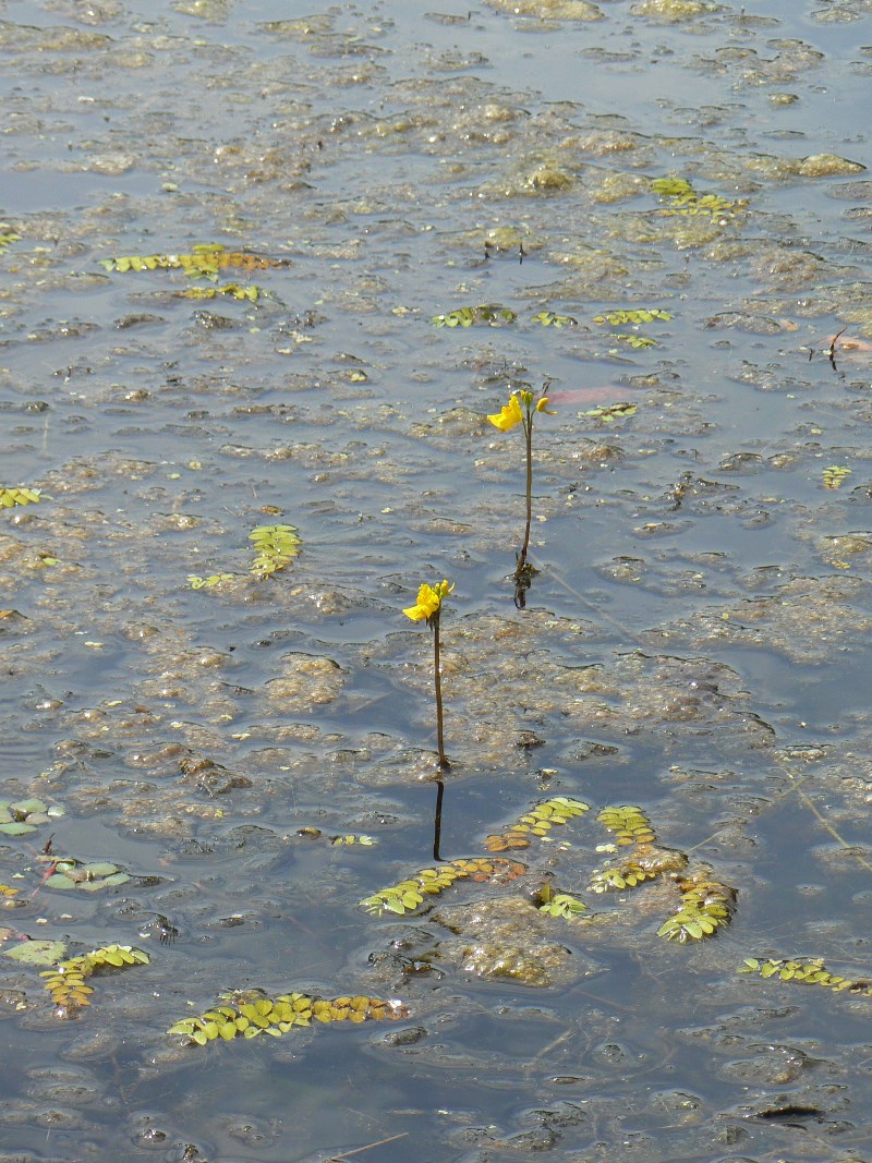 Изображение особи Utricularia vulgaris.