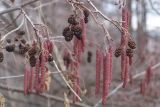 Alnus glutinosa