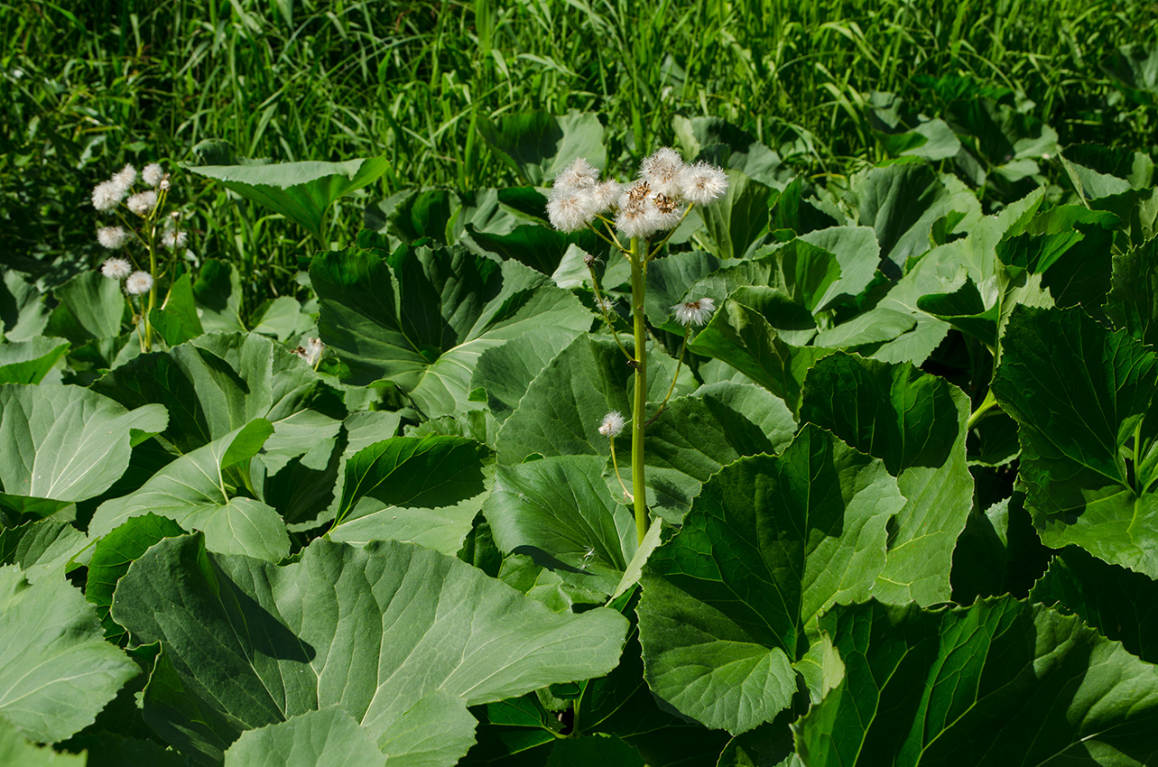 Image of Petasites radiatus specimen.