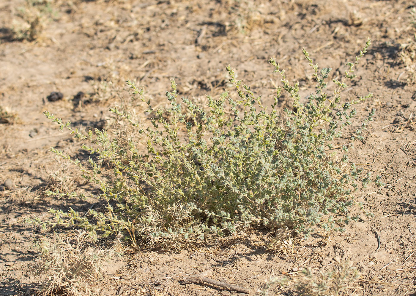 Изображение особи Halocharis hispida.