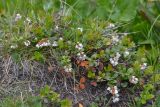 Vaccinium vitis-idaea. Цветущее растение. Республика Северная Осетия-Алания, Ирафский р-н, Большой Кавказ, правый склон долины безымянного левого притока р. Хуппара, ≈ 2790 м н.у.м., субальпийский луг. 06.07.2021.