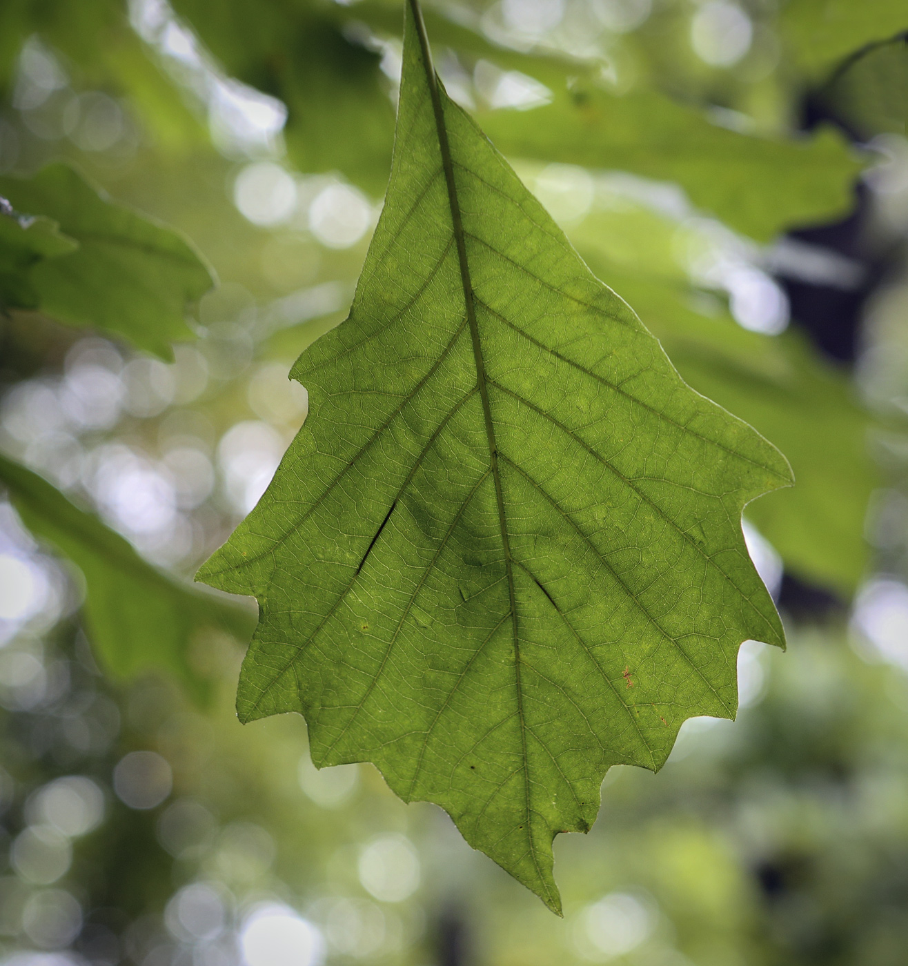 Изображение особи Quercus bicolor.