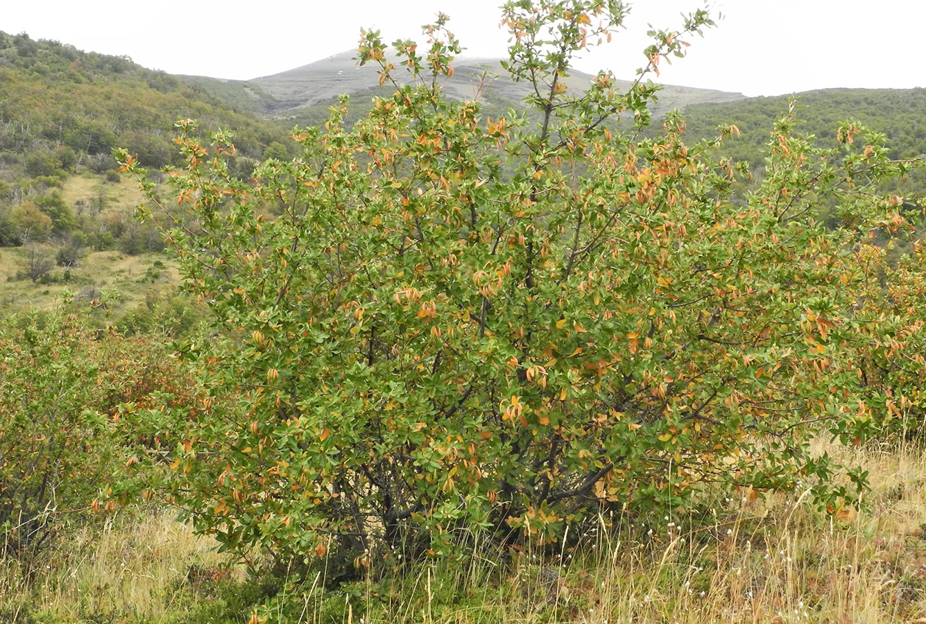 Image of Embothrium coccineum specimen.