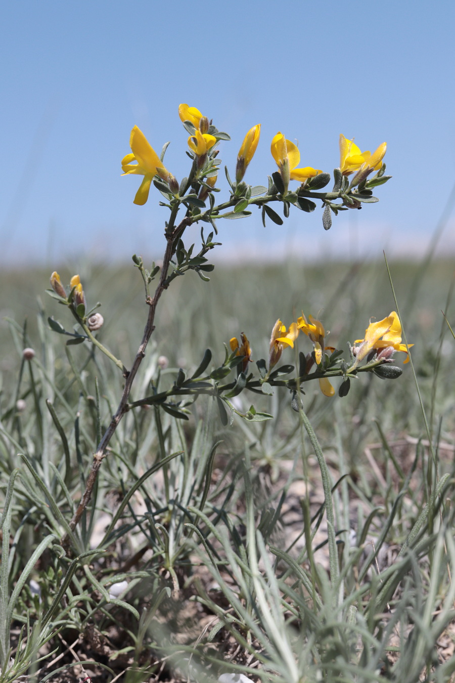 Image of Genista juzepczukii specimen.