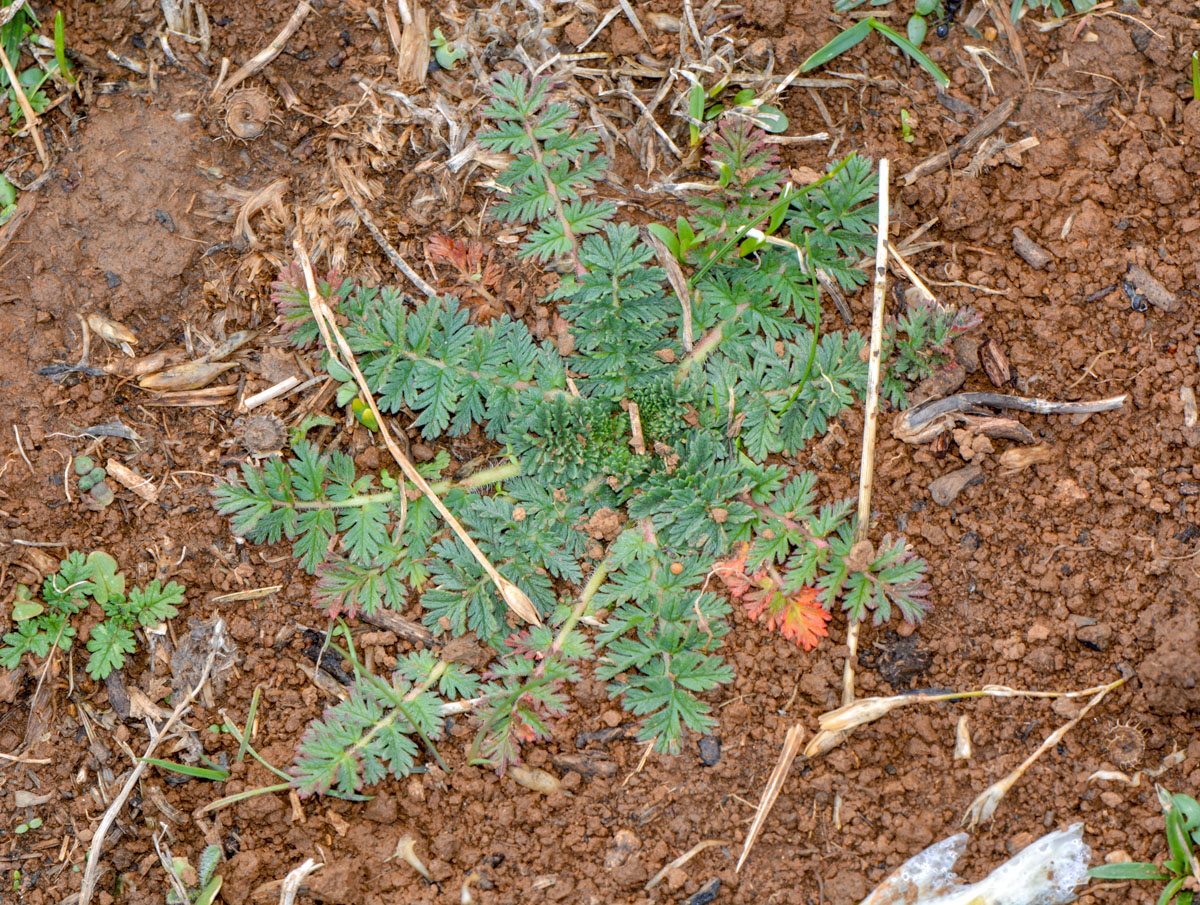 Image of Erodium acaule specimen.