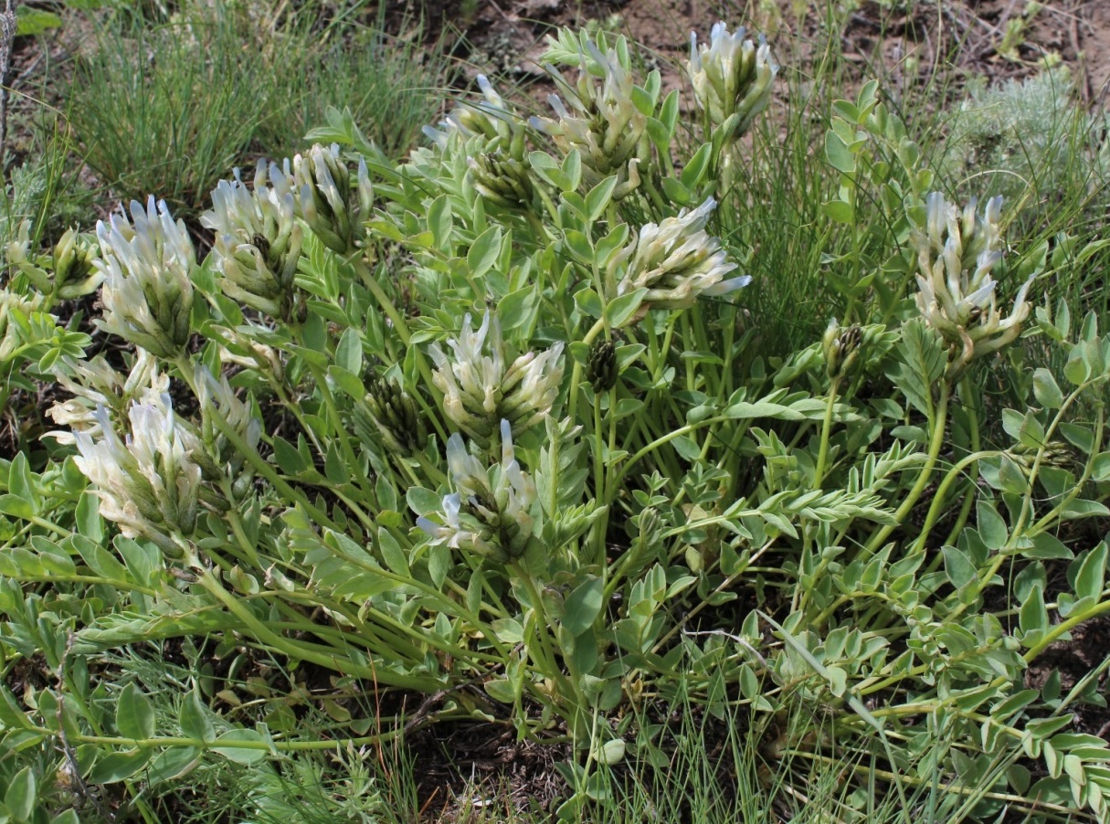 Image of Astragalus physocarpus specimen.