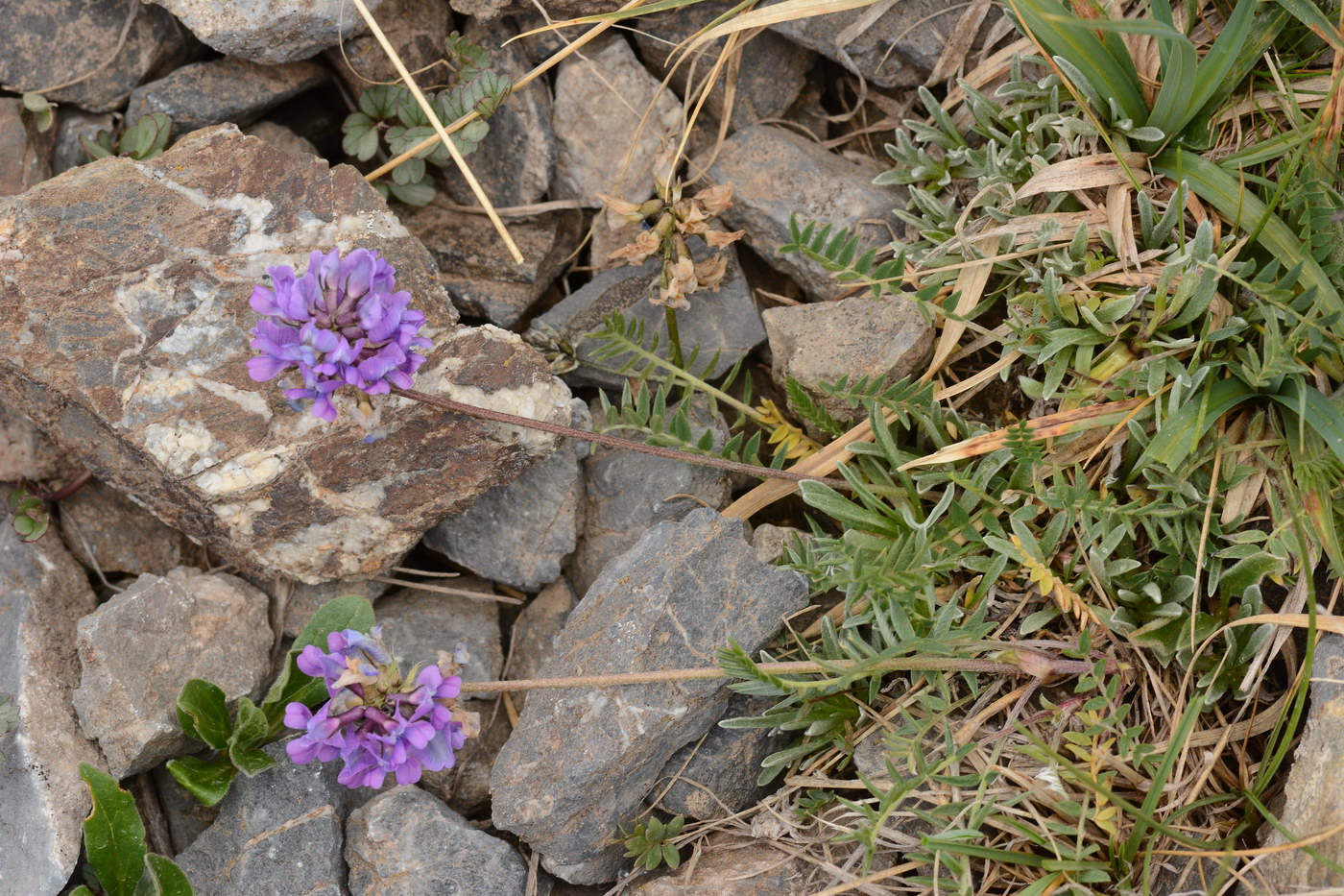 Изображение особи Oxytropis lapponica.