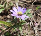 Anemone blanda