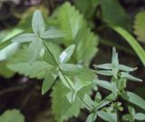 Galium physocarpum