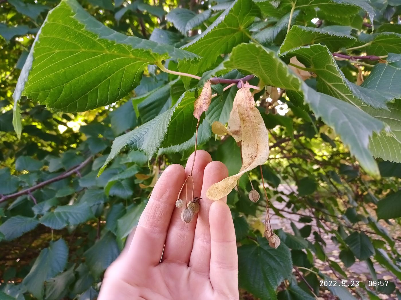 Image of Tilia &times; europaea specimen.