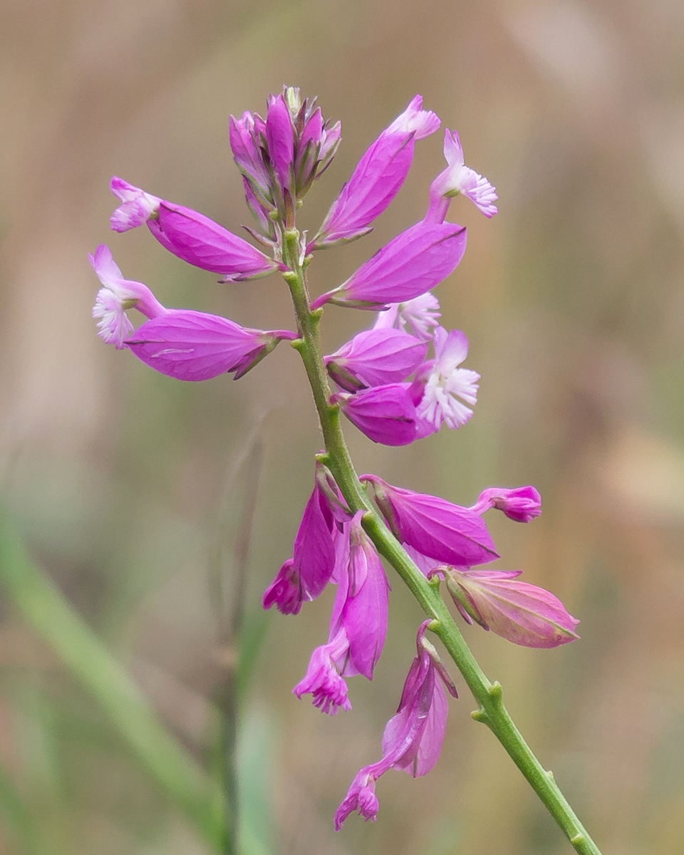 Image of Polygala major specimen.