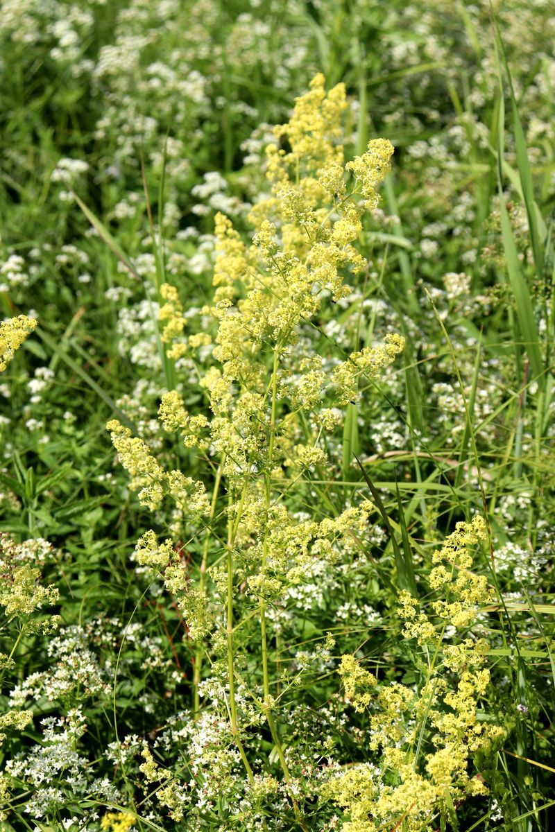 Изображение особи Galium &times; pomeranicum.