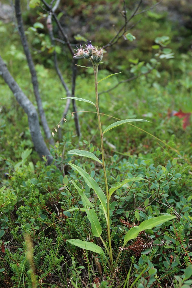 Image of Saussurea alpina specimen.