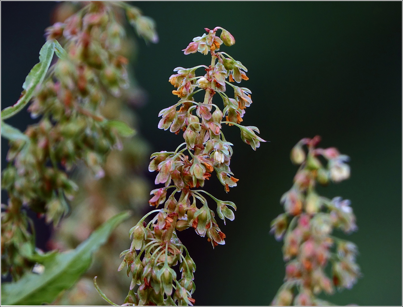 Изображение особи Rumex sylvestris.