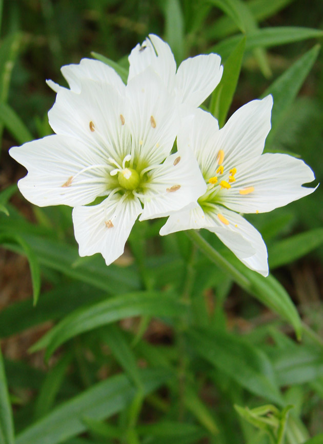 Image of Cerastium maximum specimen.