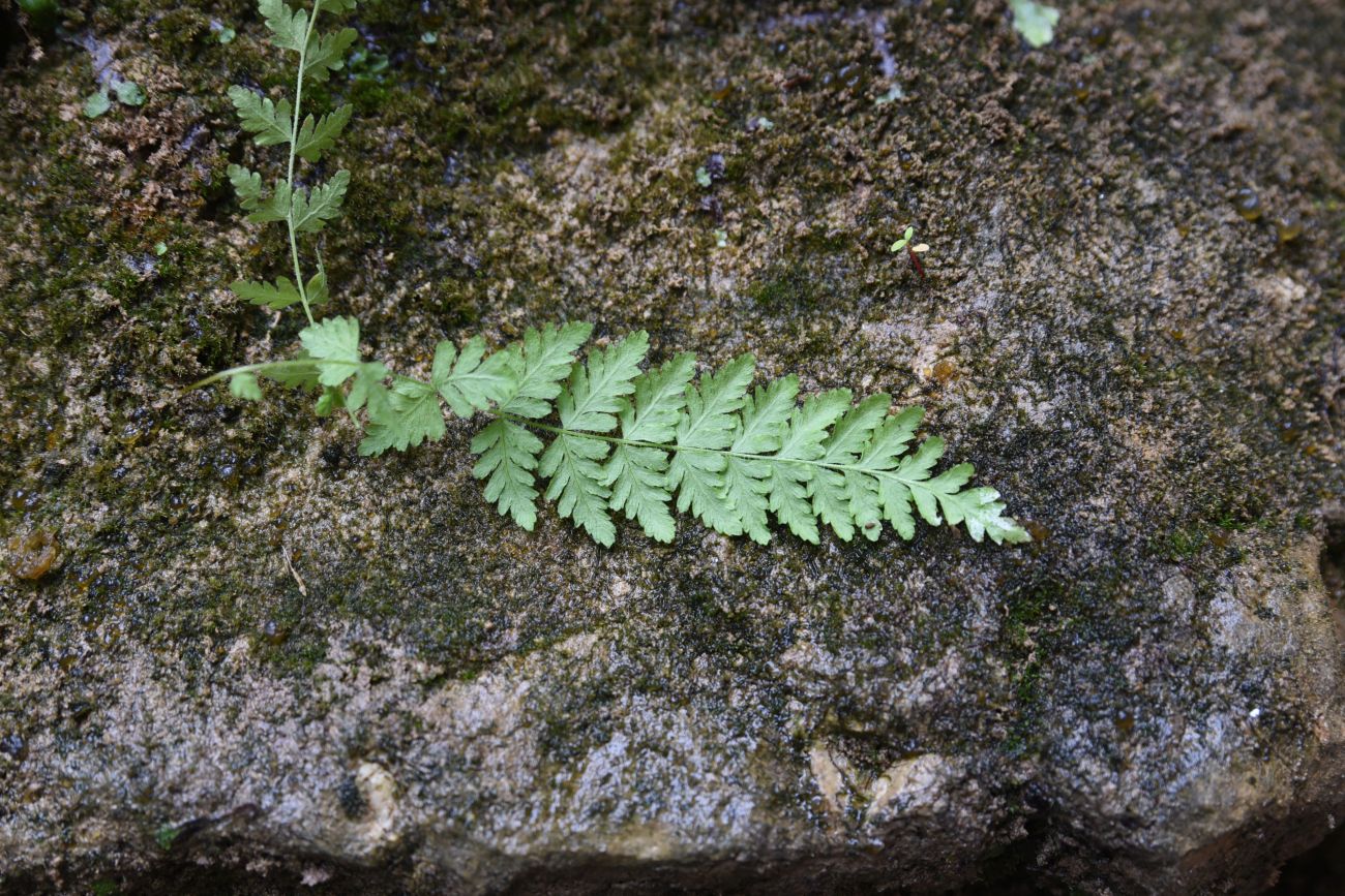 Image of Woodsia caucasica specimen.