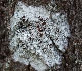 genus Lecanora. Таллом с апотециями на стволе старой осины (Populus tremula). Московская обл., Одинцовский р-н, окр. г. Кубинка. 08.05.2022.