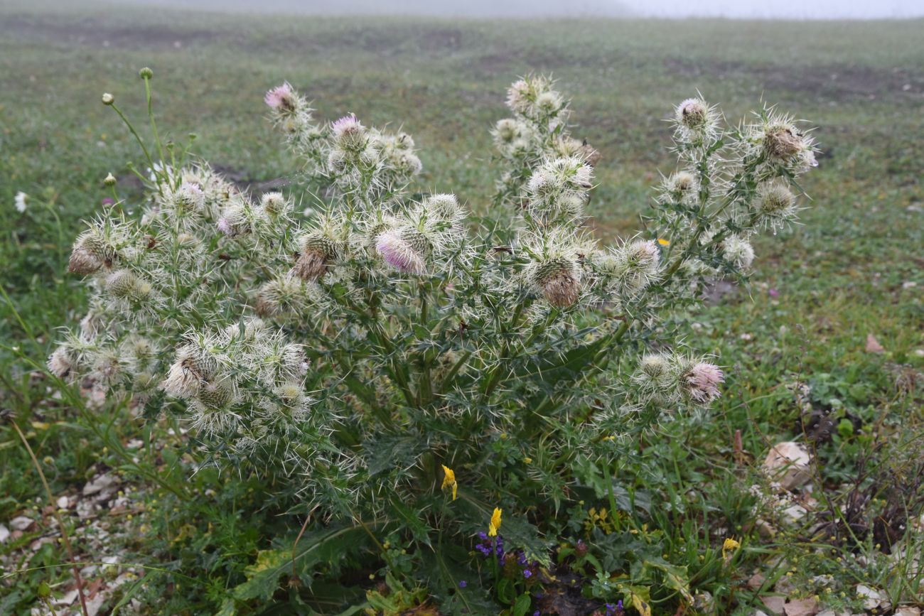 Image of Cirsium echinus specimen.