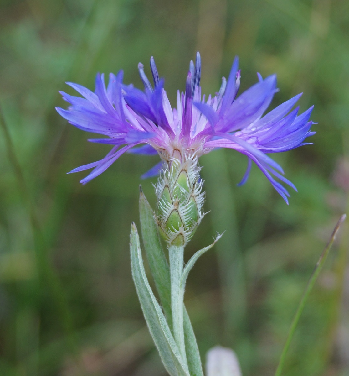 Изображение особи Centaurea fuscomarginata.