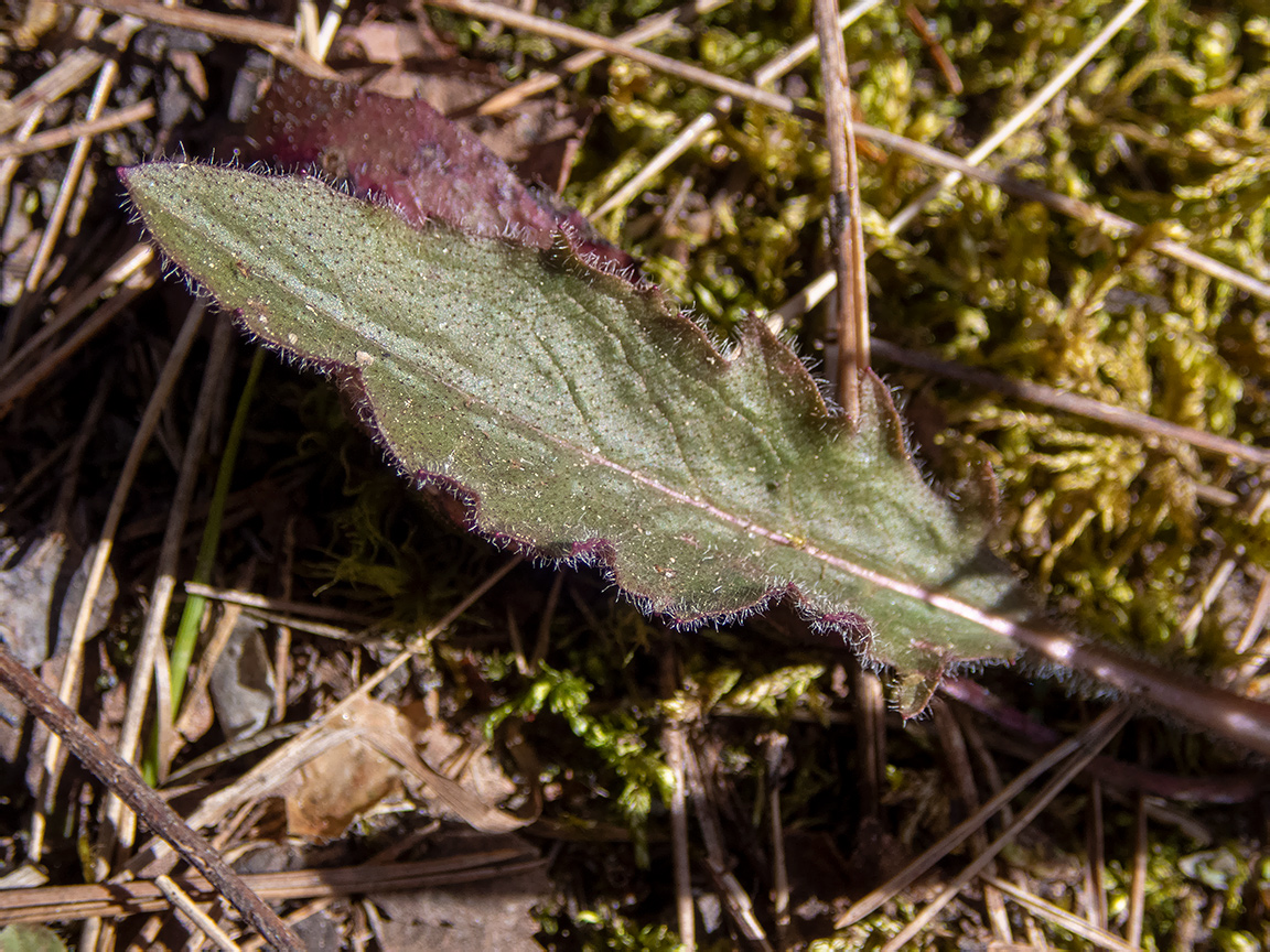 Изображение особи род Hieracium.