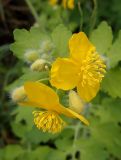 Chelidonium majus