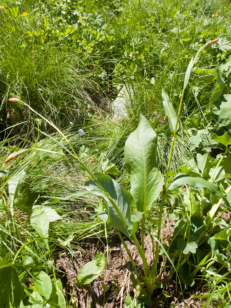 Изображение особи Bistorta carnea.