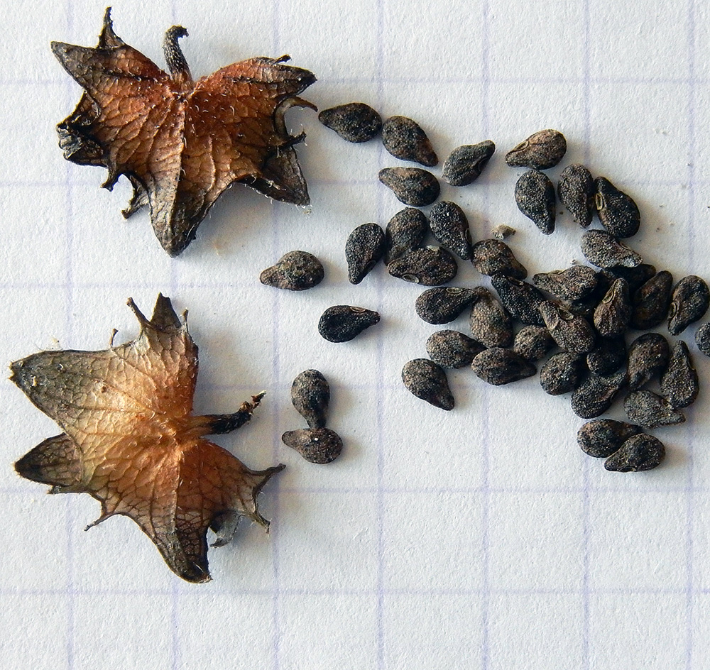 Image of Asperugo procumbens specimen.