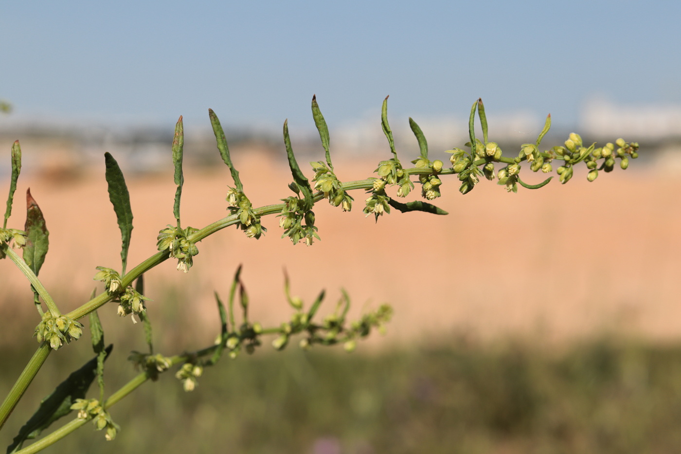 Image of Rumex pulcher specimen.