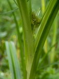 Scirpus sylvaticus. Часть побега с развивающимся соцветием. Московская обл., г. Дубна, лесопарк, заболоченный участок пешеходной дороги вокруг территории Объединённого Института Ядерных Исследований. 15.06.2022.