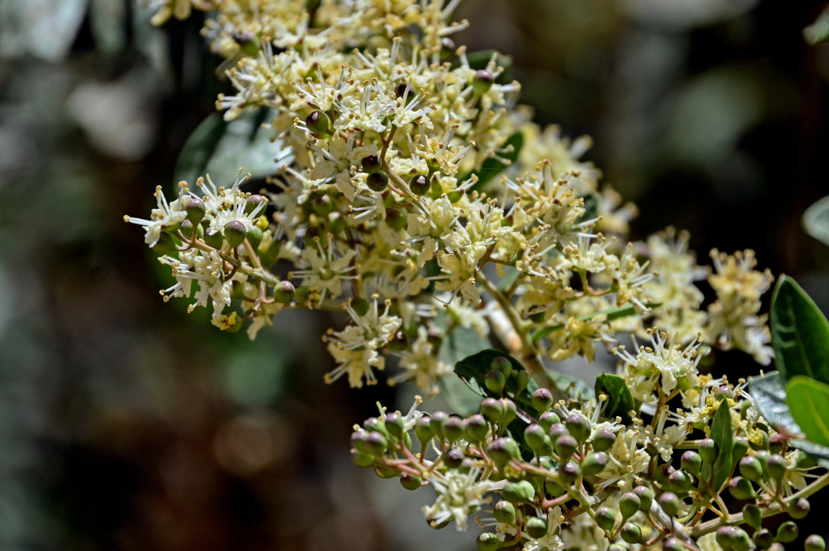 Image of Lawsonia inermis specimen.