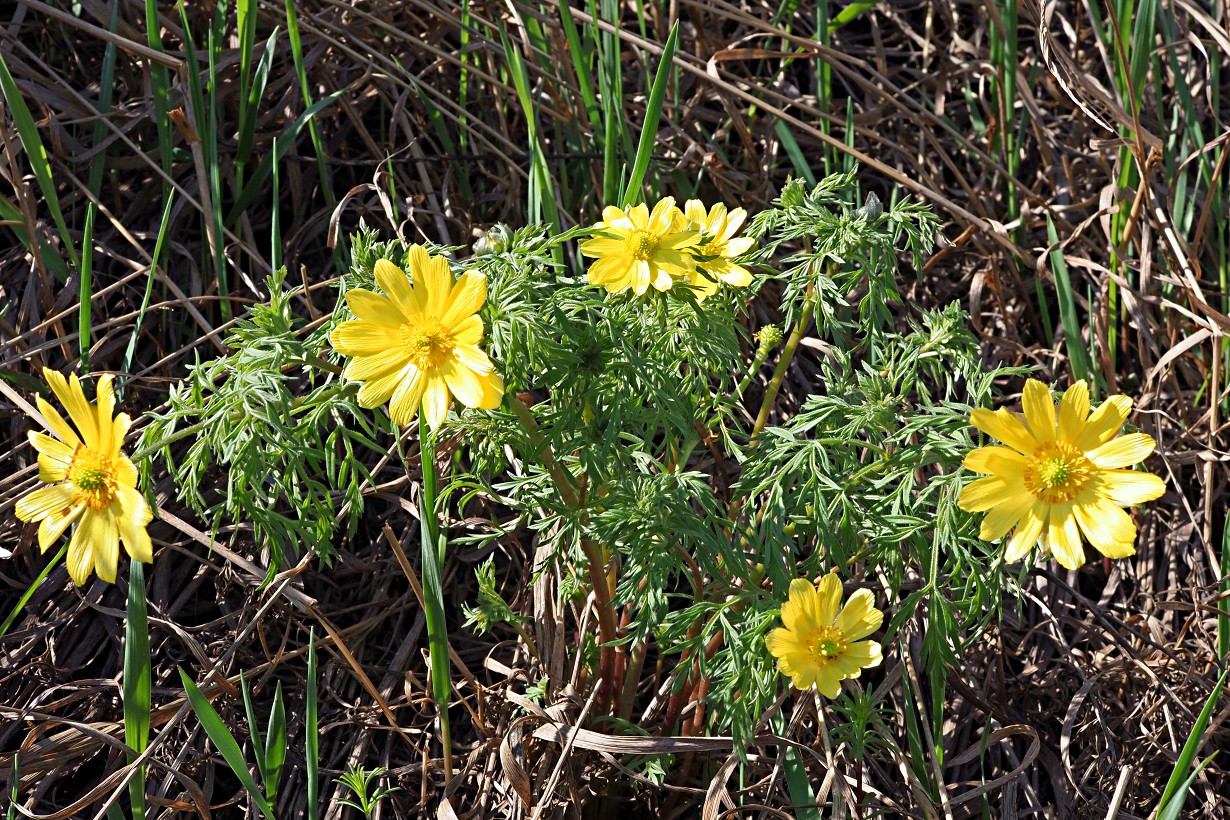 Image of Adonis volgensis specimen.