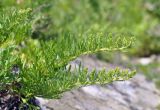 Artemisia japonica. Побеги с распускающимися соцветиями. Приморский край, Шкотовский р-н, пос. Подъяпольск, скалистая оконечность мыса. 07.07.2023.