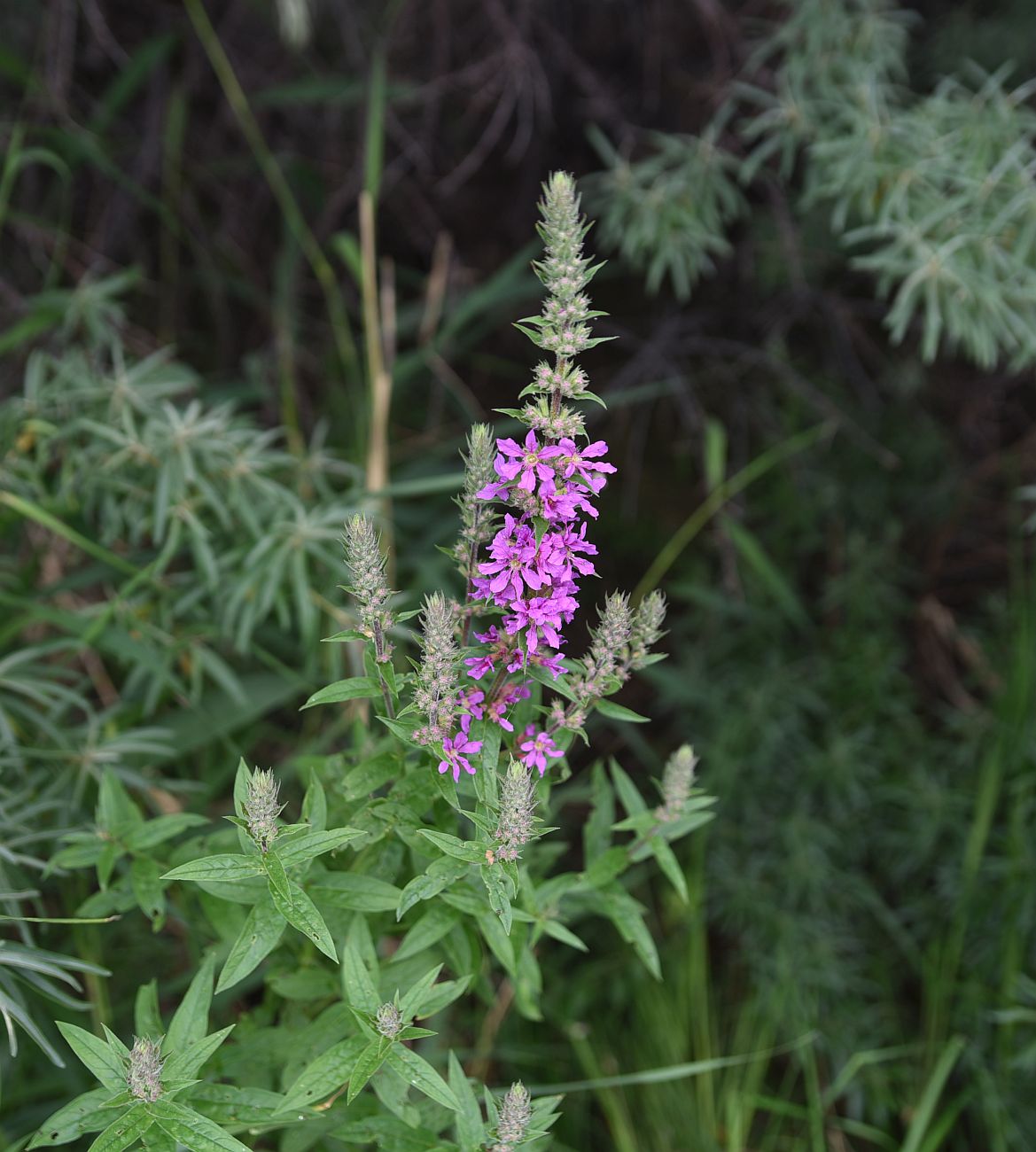 Image of Lythrum salicaria specimen.