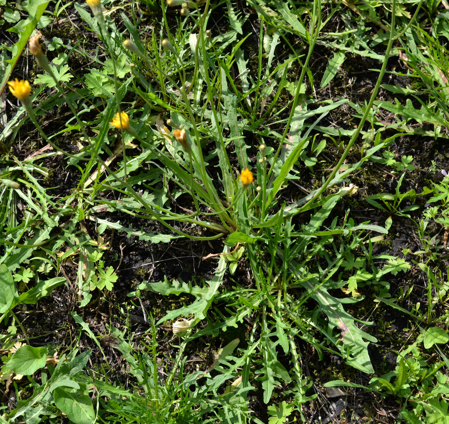 Image of Scorzoneroides autumnalis specimen.