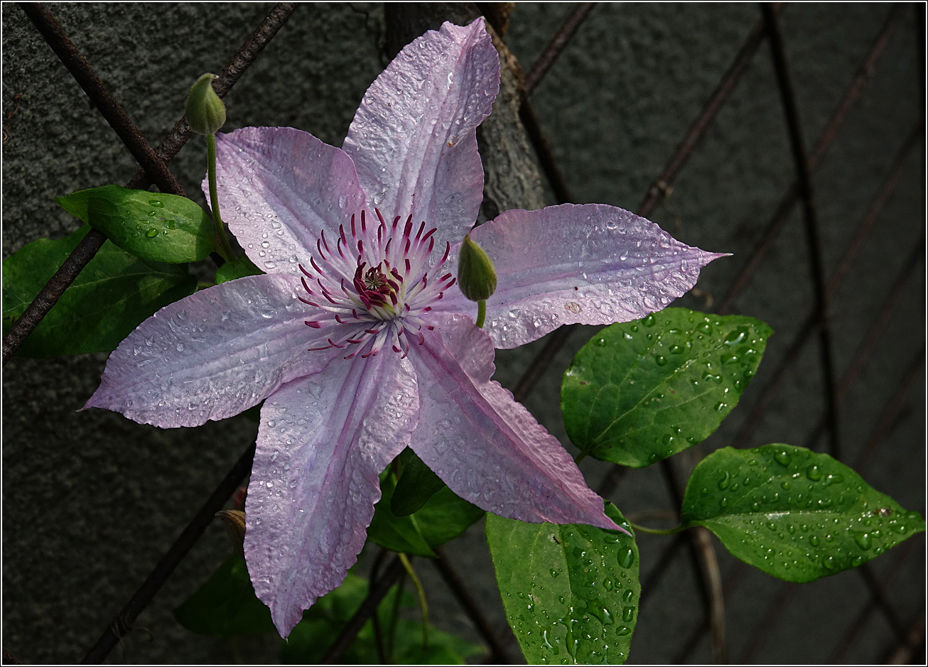 Image of Clematis &times; jackmanii specimen.