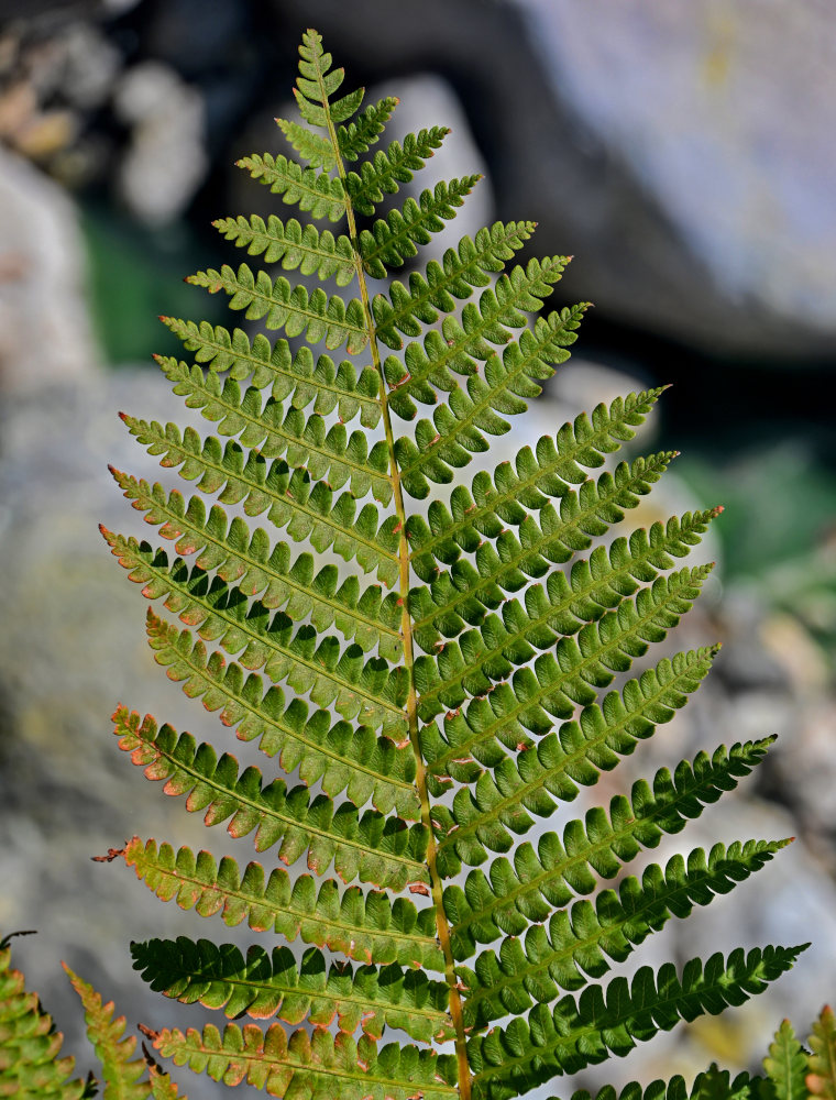 Image of Osmundastrum asiaticum specimen.