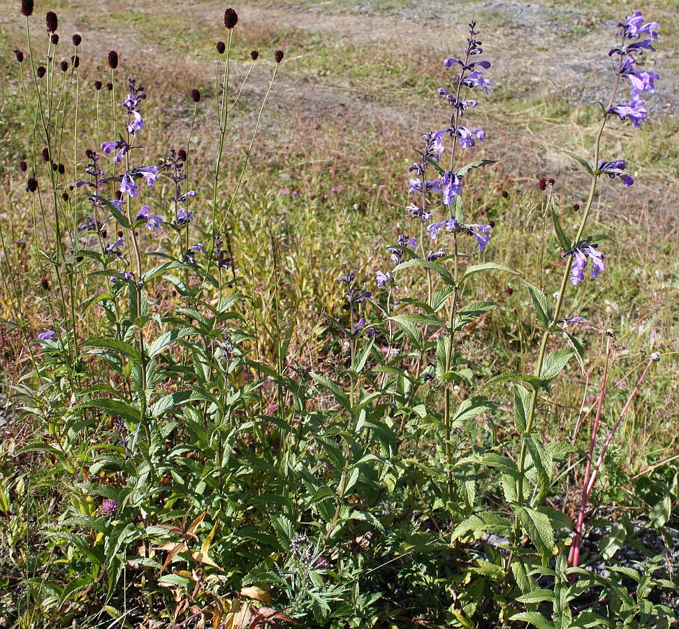 Изображение особи Nepeta sibirica.