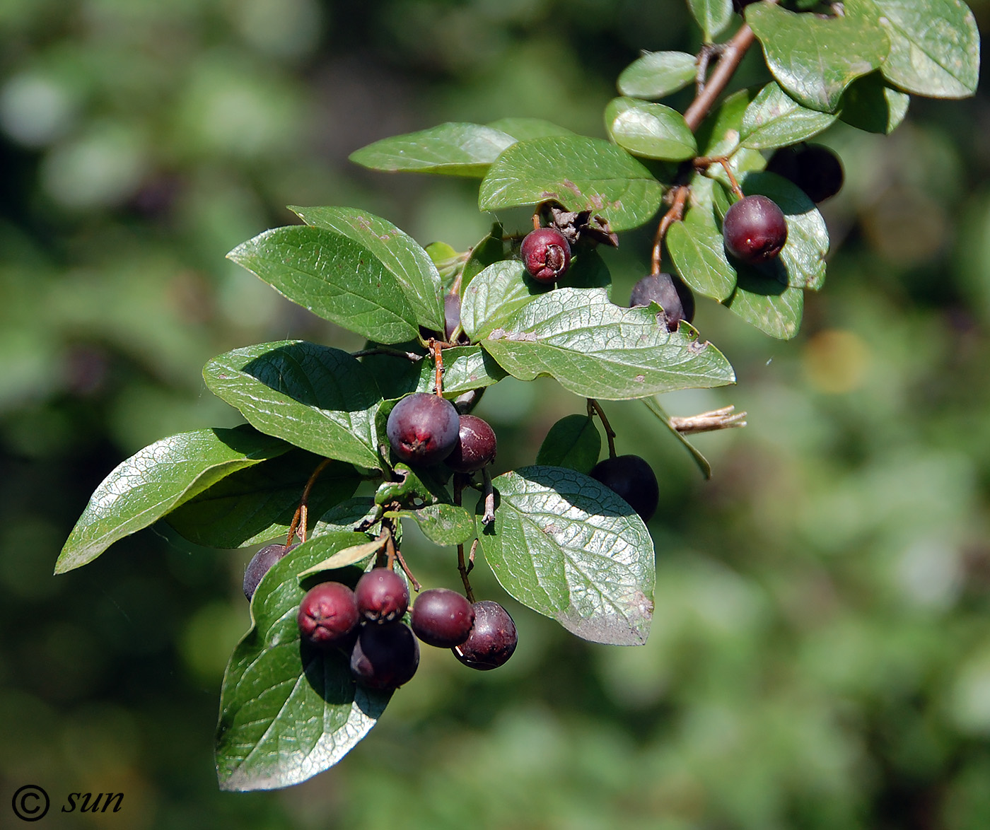 Image of Cotoneaster lucidus specimen.