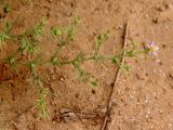Fagonia arabica. Ветвь с цветком. Египет, к ЮВ от г. Эль-Дабаа, край поля. 26.12.2023.