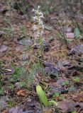 Platanthera bifolia. Цветущее растение. Пермский край, г. Пермь, Ленинский р-н, станция Блочная, осиновый колок. 18.06.2023.