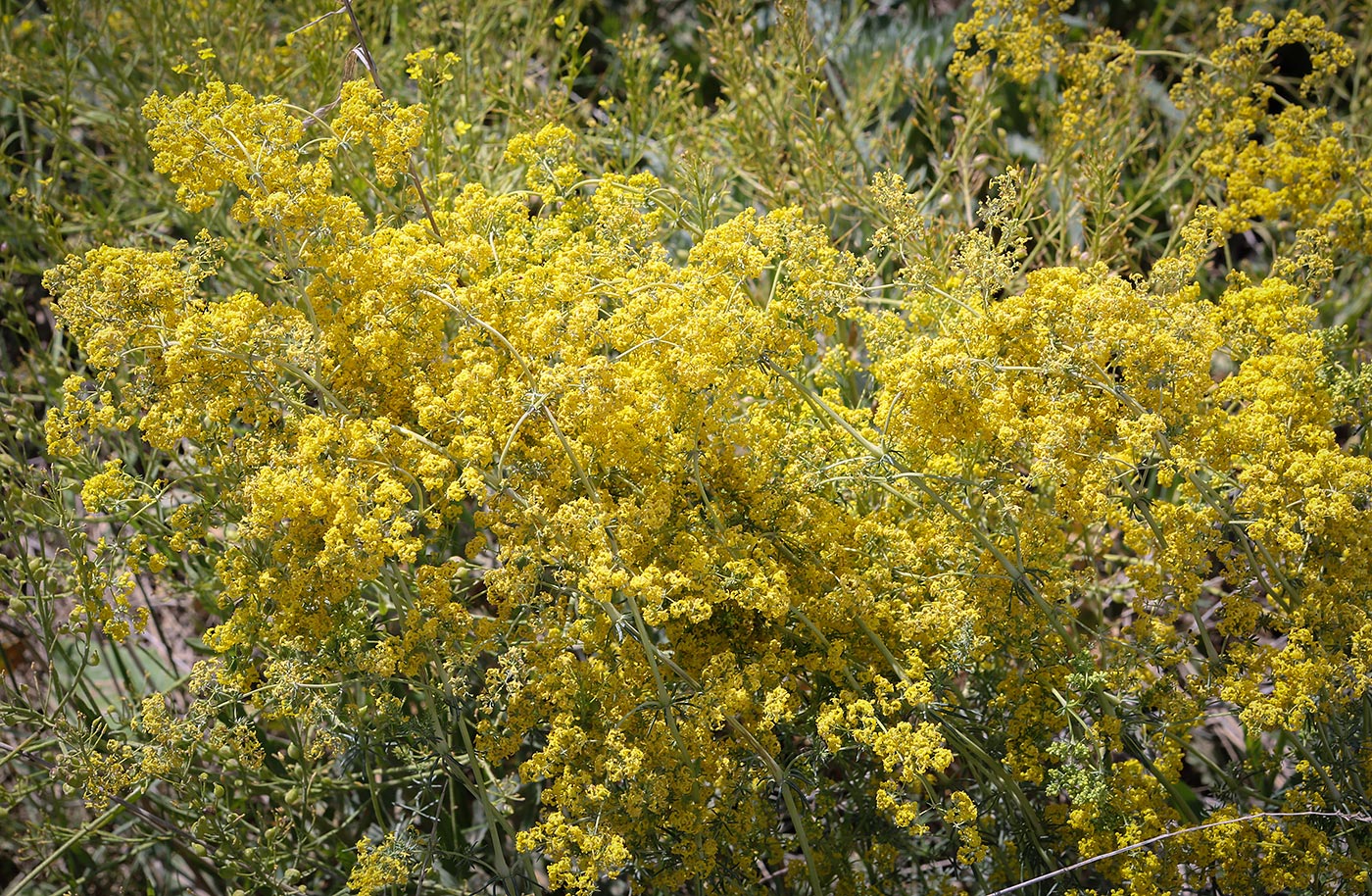 Image of Galium verum specimen.