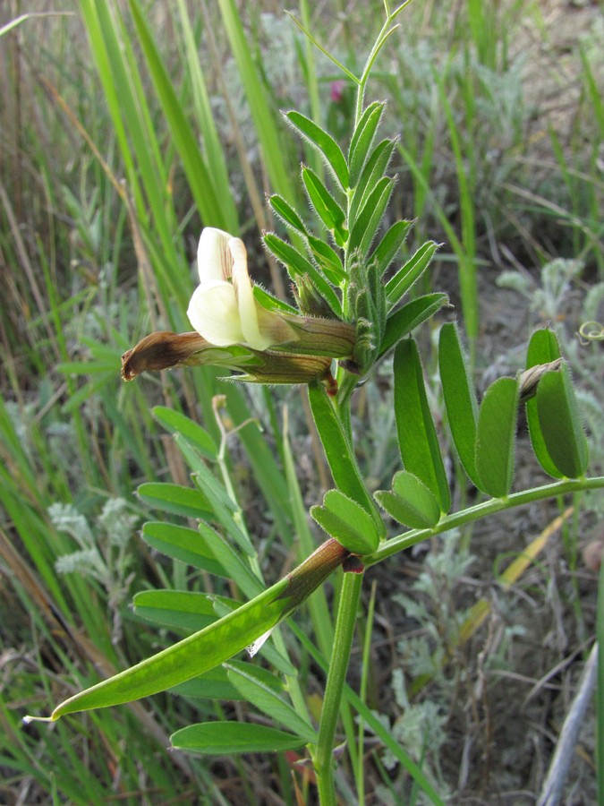 Image of Vicia grandiflora specimen.