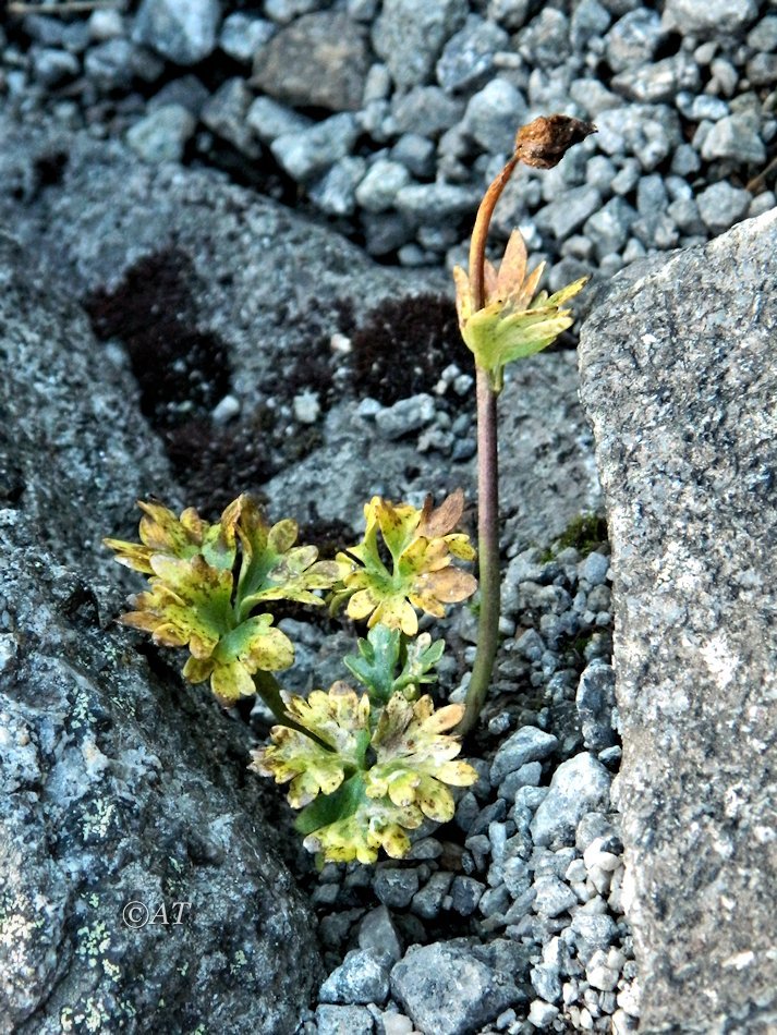 Изображение особи Beckwithia glacialis.