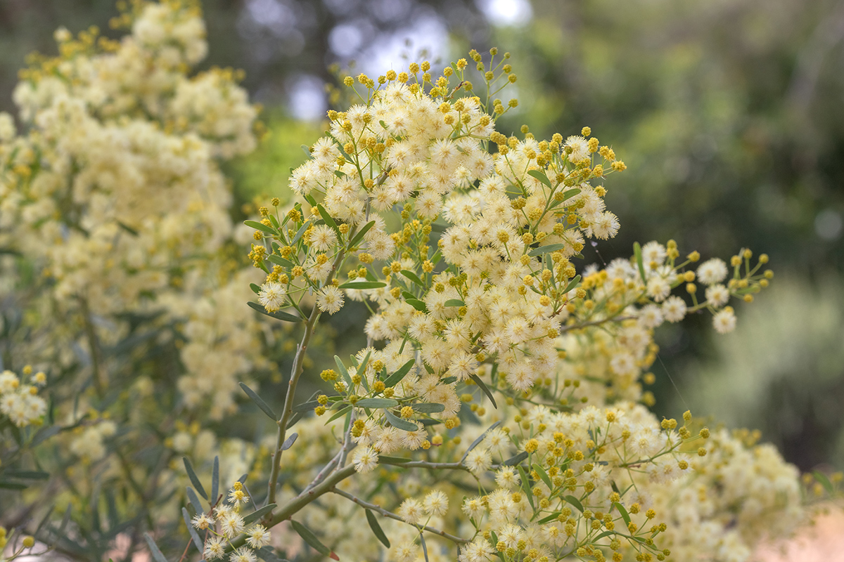 Image of Acacia victoriae specimen.