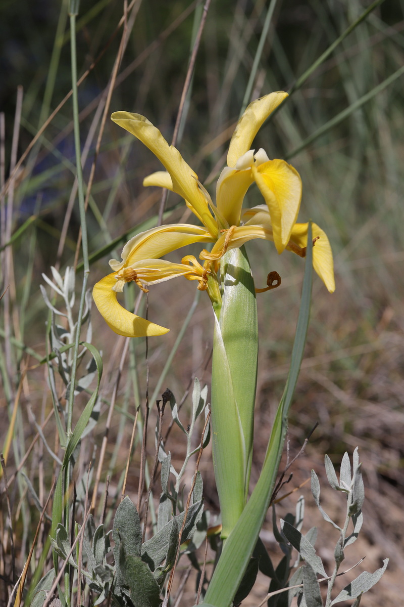 Image of Iris halophila specimen.